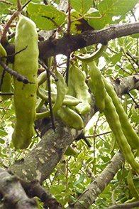 A szentjánoskenyérfa termése